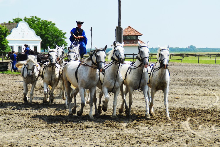 Hungarian horse riding 