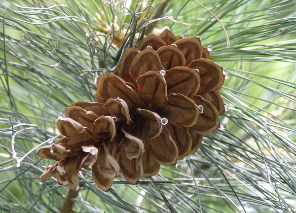 late bloom