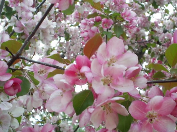 pinky bloomed flowers