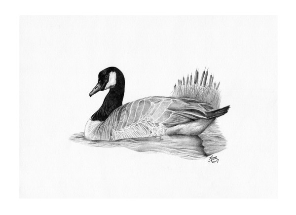 Canadian Goose