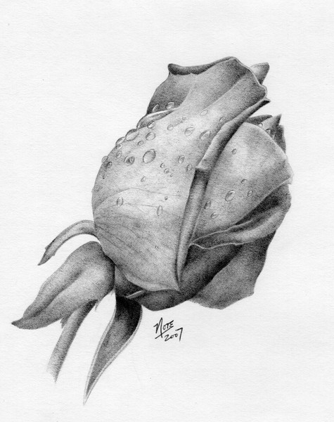 The Rose