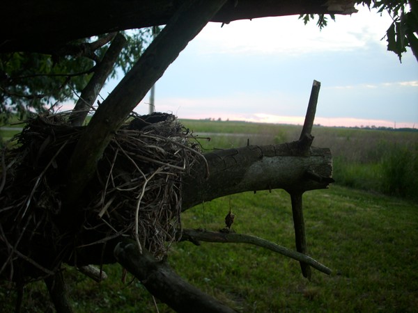 Nest