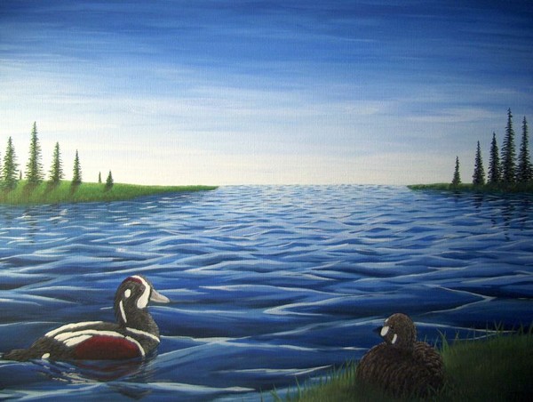 Harlequin Ducks