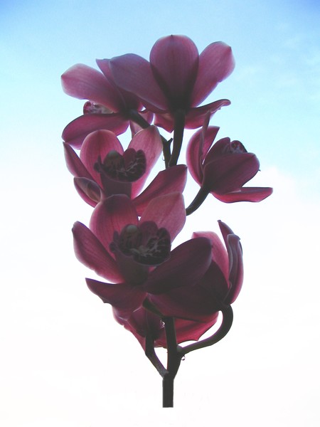 Orchids