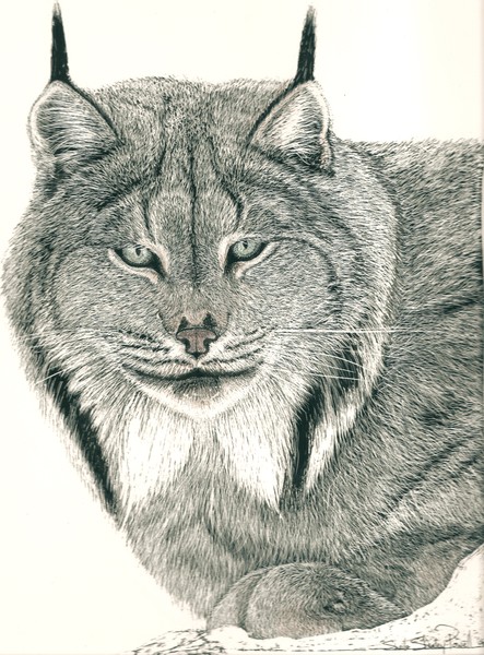 north american lynx