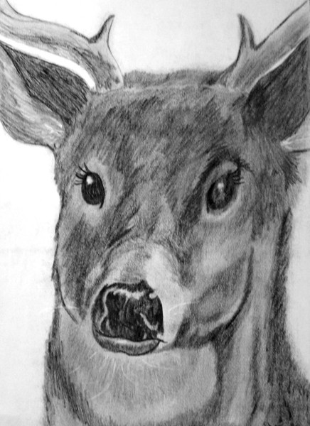 Deer