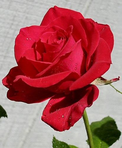 Red Rosebud