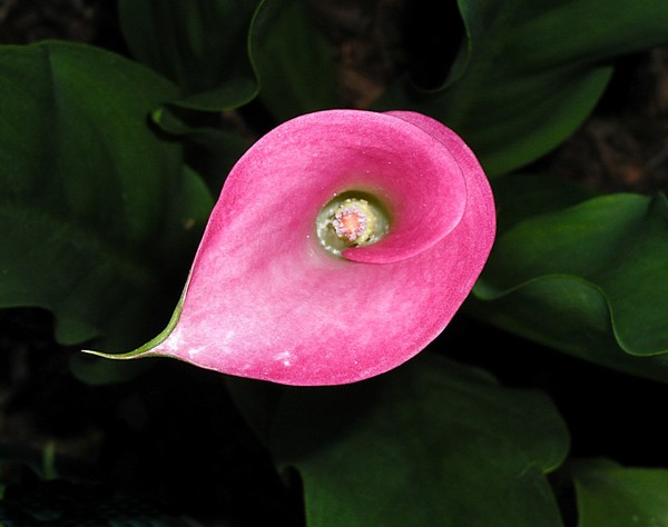 Pink Calla