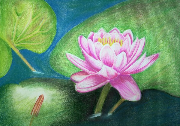 Water Lilly