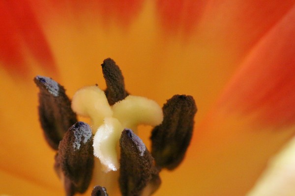 tulip 2
