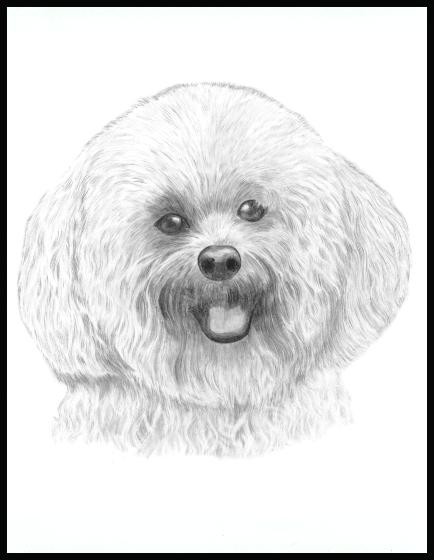 Bichon Frise 