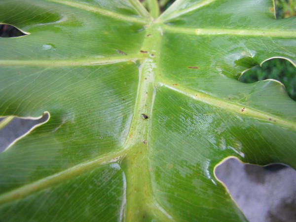 Leaf 