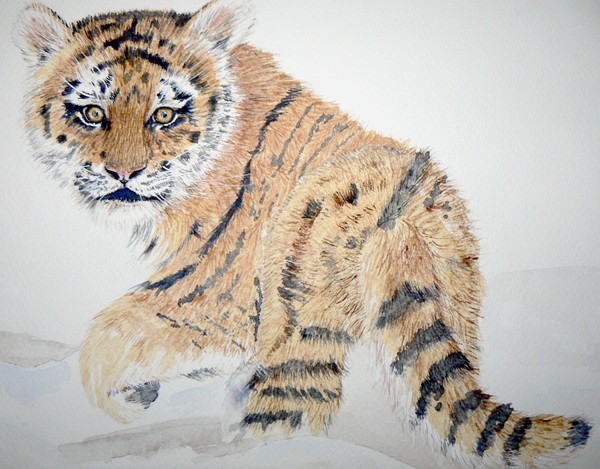Cub