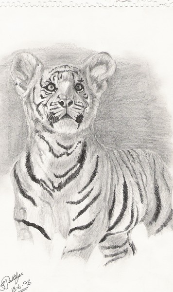 Tiger cub