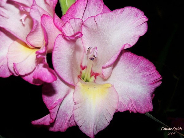 Midnight bloom