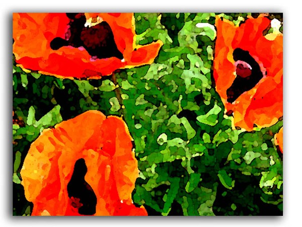 mohn