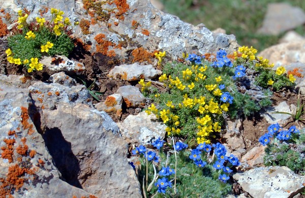 Mountain Gems