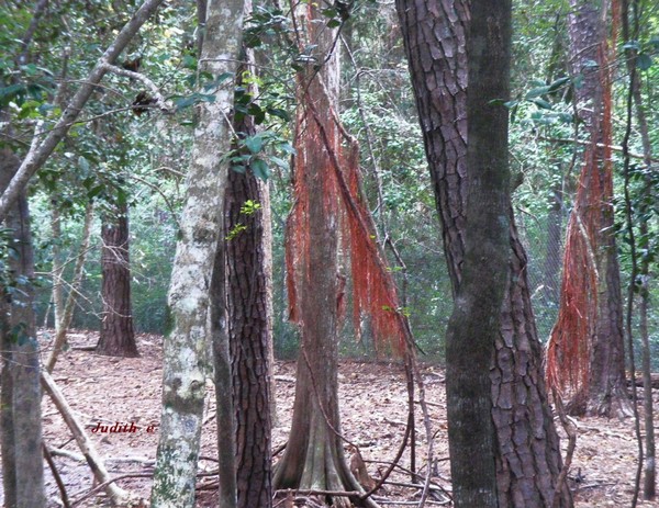 Forest Bliss