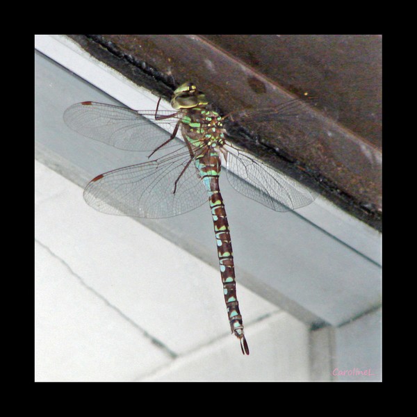 Dragonfly