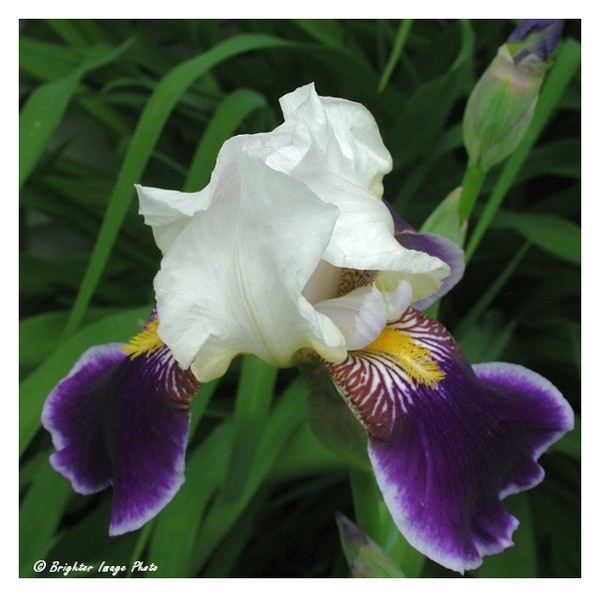 Iris at Twilight