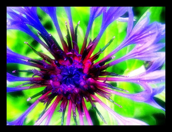 Heart of the Flower