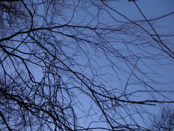 Winter tree 2