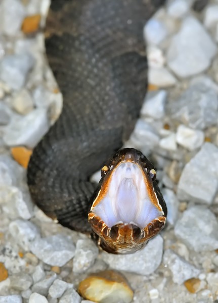 Cottonmouth II