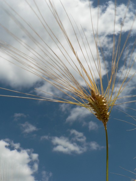 Wheat