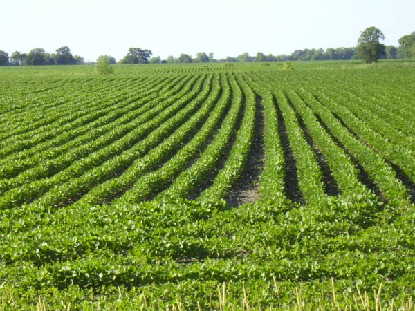 Never ending rows