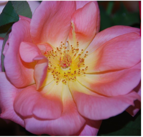 Open Rose