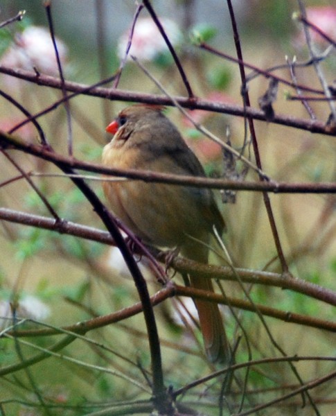 Female Cardinal