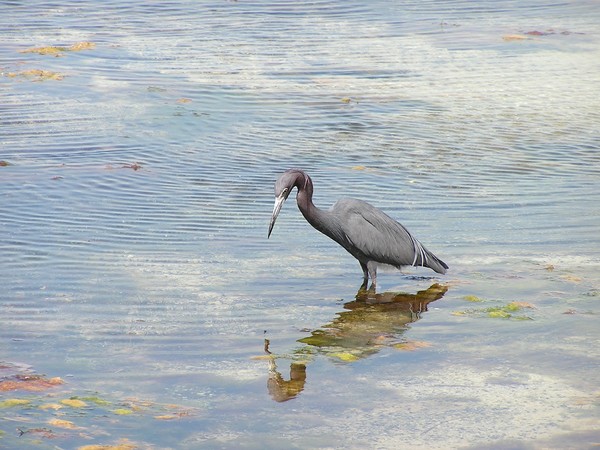 grey egret