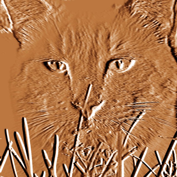 Amber Cat