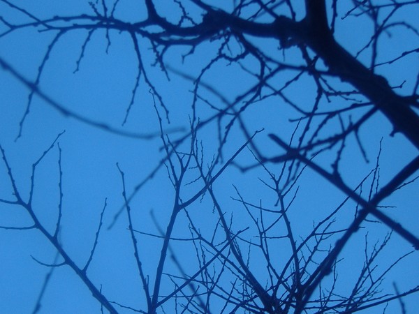 Empty leaves