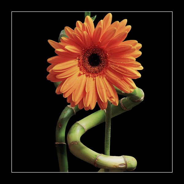Entwined I