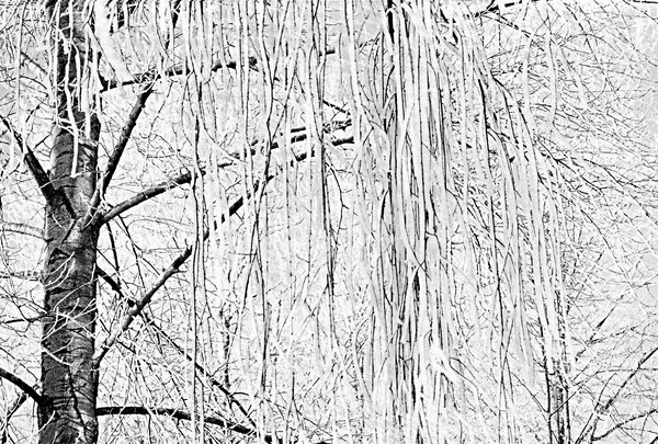 Ice Vine Black and White