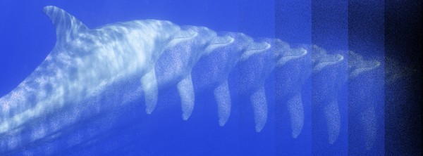 Dolphin Flashback 2 4617