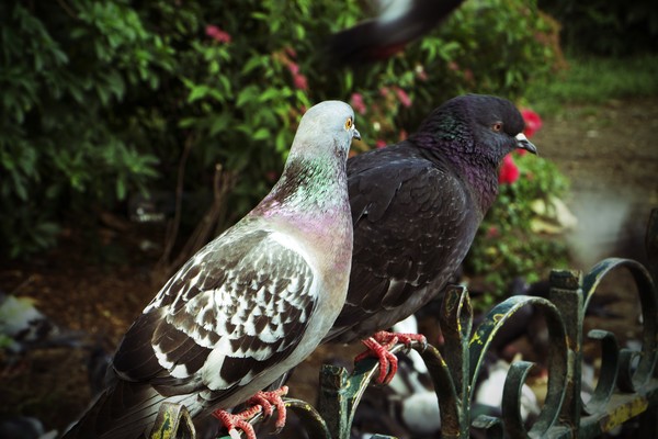 Pigeons in Paris-1673