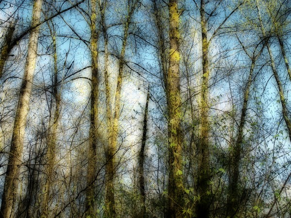 Tress in Early Winter - 1206 