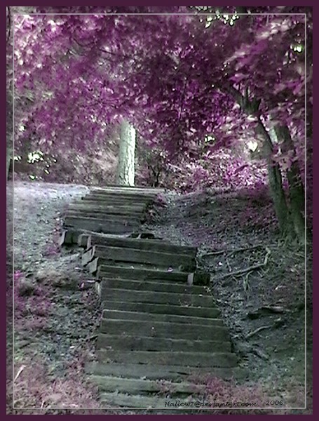 I dream purple