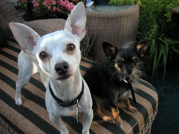 Bailey and Buddy 2
