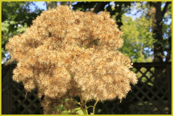 BLOSSOMED JOE PYE WEED