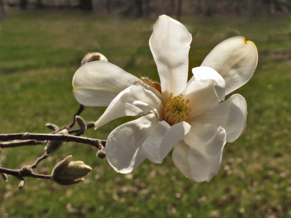 MAGNOLIA BLOSSOM