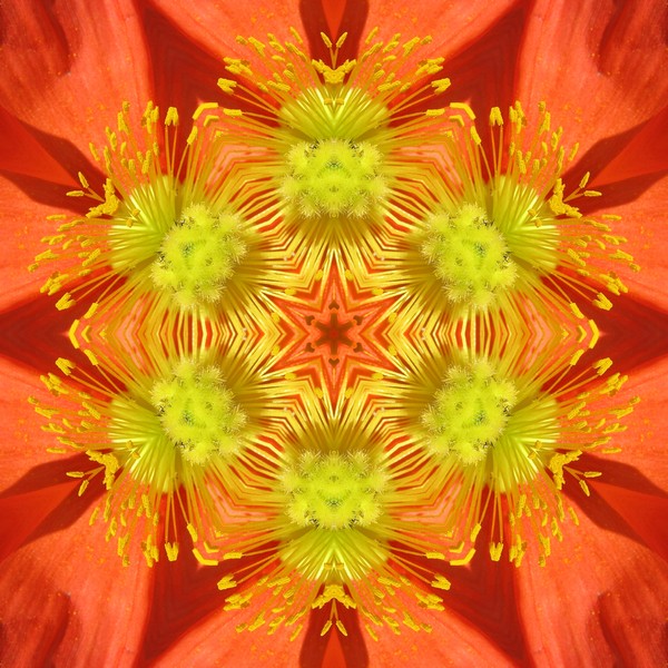 Six Pointed Poppy