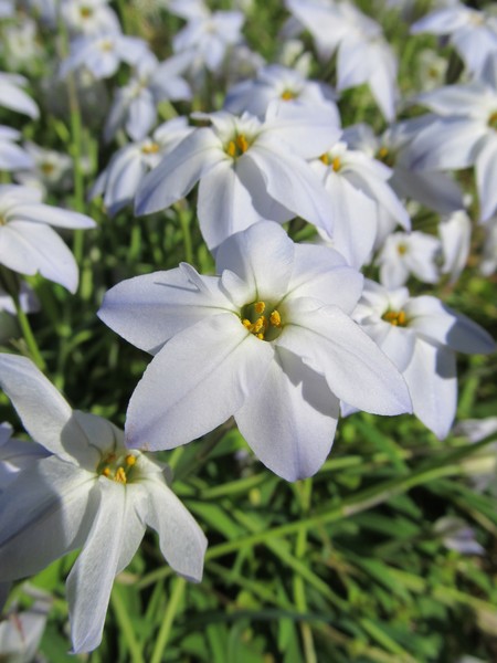 Star Flower