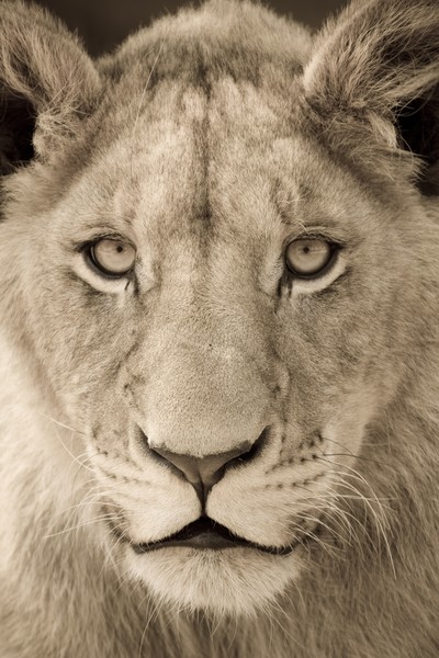 Young Lion