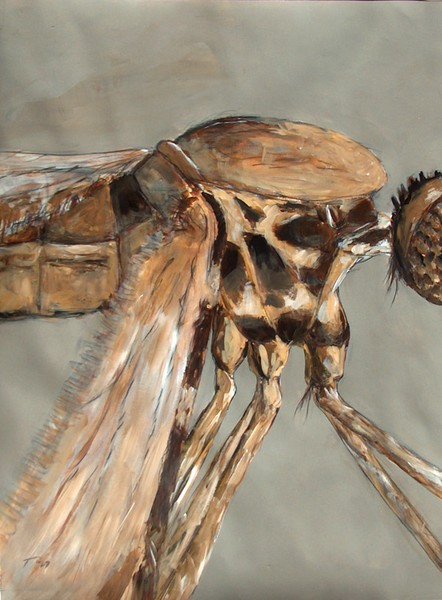 Mosquito-02