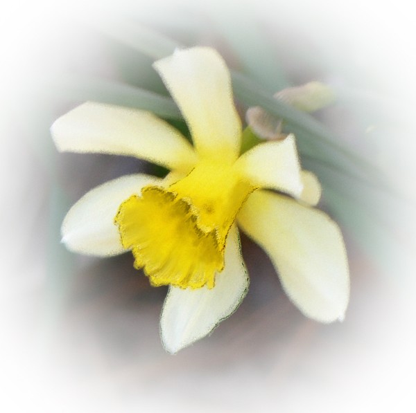 spring flower