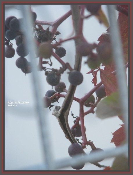 springto-autumglory2008-