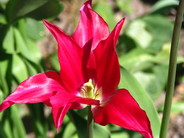 RED FLORAS SERIES/TULIPS